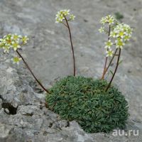 Лот: 5666232. Фото: 3. Камнеломка розовая,белая, теневая... Для дачи, дома, огорода, бани, парка