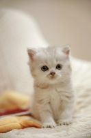 Лот: 13772325. Фото: 6. Британский котенок 1 мес - мальчик