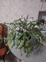 Лот: 23560985. Фото: 5. Цветы комнатные бесплатно