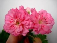 Лот: 9871045. Фото: 4. Пеларгония "Unicorn Zonartic Rose... Красноярск