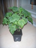 Лот: 5999027. Фото: 6. Абутилон Невеста