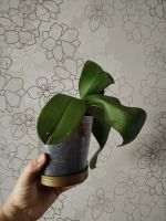 Лот: 25838117. Фото: 7. Орхидея фаленопсис отцвел