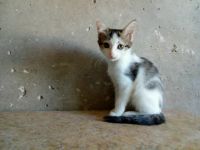 Лот: 11720310. Фото: 4. Котята 2 месяца. Красноярск