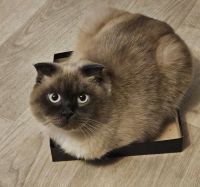 Лот: 25793941. Фото: 2. Шотландский вислоухий кот Честер. Животные и уход