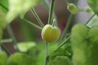 Лот: 4224755. Фото: 4. Абутилон Бэлла Желтый. Красноярск