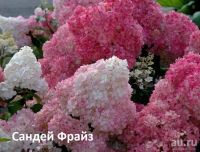 Лот: 11880316. Фото: 3. Гортензия метельчатая Phantom... Для дачи, дома, огорода, бани, парка