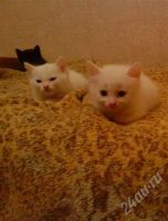Лот: 637674. Фото: 2. Котята. Животные и уход