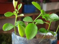 Лот: 7308818. Фото: 5. муррайя №10