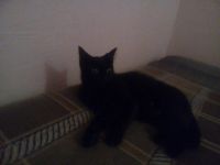 Лот: 11345549. Фото: 3. Отдам котят 1 месяц. Растения и животные