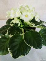 Лот: 13853964. Фото: 2. Фиалка Frozen in Time (LLG/Sorano... Комнатные растения и уход