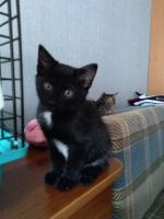 Лот: 16640293. Фото: 4. Чудесные котята. Красноярск