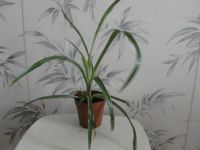 Лот: 3041821. Фото: 3. Бильбергия поникающая (Слезы королевы... Растения и животные