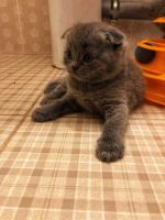 Лот: 10801821. Фото: 4. шотландцы котята шотландские. Красноярск