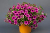 Лот: 13705077. Фото: 2. Вегетативная петуния Cascadias... Семена, рассада, садовые растения