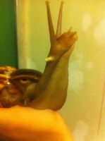 Лот: 6863572. Фото: 3. улитки Ахатины 2 по 11,6 см... Растения и животные