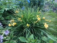 Лот: 19223923. Фото: 3. Лилейник гибридный Стелла Де Оро. Для дачи, дома, огорода, бани, парка