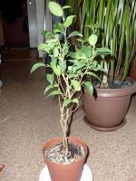 Лот: 1713052. Фото: 2. Фикус Наташа. Комнатные растения и уход