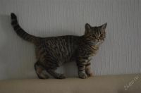 Лот: 2115246. Фото: 2. Шотландский котенок! это самая... Животные и уход