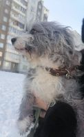 Лот: 21171744. Фото: 2. Две маленькие собачки породы оттобраун... Животные и уход