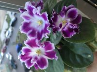 Лот: 12656343. Фото: 2. Сортовая фиалка АВ-Черничный десерт... Комнатные растения и уход
