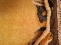 Лот: 10582280. Фото: 3. Жилет меховой, возможно для новогоднего... Новый год!