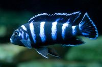Лот: 16204663. Фото: 2. Псевдотрофеус Демасони (Pseudotropheus... Аквариумистика