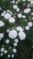 Лот: 25283953. Фото: 19. 1-комн. дача , садоводческое некоммерческое...