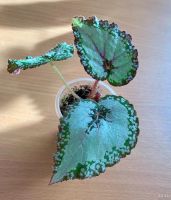 Лот: 13535582. Фото: 3. Бегония Silver Greenheart. Растения и животные