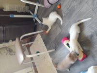 Лот: 14616087. Фото: 6. Котята родились 20 августа.