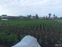 Лот: 10385245. Фото: 2. Картофель, Картошка. 4,5 ведра... Продукты