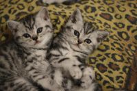 Лот: 5005071. Фото: 2. Британские котята. К празднику... Животные и уход