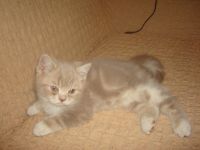 Лот: 12663793. Фото: 3. котенок шотландский прямоухий. Растения и животные