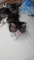 Лот: 9644725. Фото: 3. Котик экзот 1,5 мес. Срочно!!. Растения и животные
