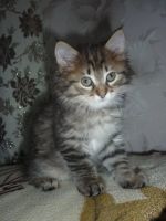 Лот: 5852215. Фото: 2. Милая Кошечка курильского бобтейла. Животные и уход