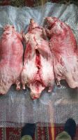 Лот: 15887022. Фото: 2. Мясо Бобра. Продукты