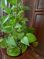 Лот: 15709677. Фото: 2. Сциндапсус Неон, лимонная листва... Комнатные растения и уход