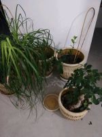 Лот: 12707768. Фото: 2. Горшки цветочные. Комнатные растения и уход