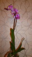 Лот: 5614458. Фото: 7. Орхидея фаленопсис F41