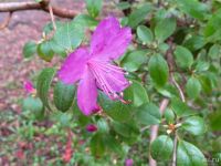 Лот: 13842593. Фото: 5. Рододендрон Ледебура ( Rhododendron...
