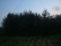 Лот: 7514008. Фото: 4. вишня на ножке (как черешня...