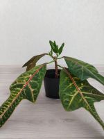 Лот: 25548499. Фото: 2. Кротон. Комнатные растения и уход