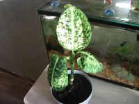 Лот: 2308070. Фото: 2. Dieffenbachia /Reflector/..диффенбахия... Комнатные растения и уход