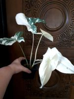 Лот: 22051501. Фото: 2. Сингониум Imperial white, ушел... Комнатные растения и уход