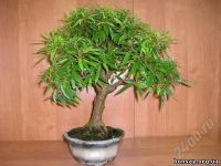 Лот: 1082118. Фото: 3. Фикус Биннедика (Фикус иволистный... Растения и животные