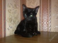 Лот: 2458230. Фото: 2. 2 котенка, миленьких, СРЧН нужна... Животные и уход