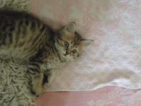 Лот: 4248088. Фото: 4. Шикарные котята!. Красноярск