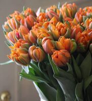 Лот: 15585070. Фото: 16. Тюльпаны Пиони-бордо / из Голландии...