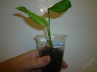 Лот: 1443389. Фото: 3. монстера косая (неравнобокая)-черенок. Растения и животные