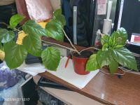 Лот: 20715814. Фото: 2. Роза гибискус растение скоро зацветёт. Комнатные растения и уход