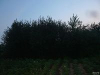 Лот: 5875973. Фото: 2. вишня на ножке ) ооочень вкусна... Продукты